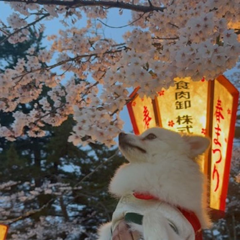ちょっぱーちゃん
