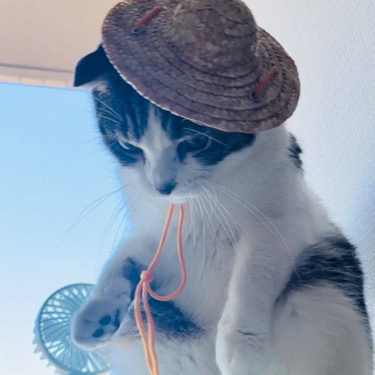 はすたろちゃん