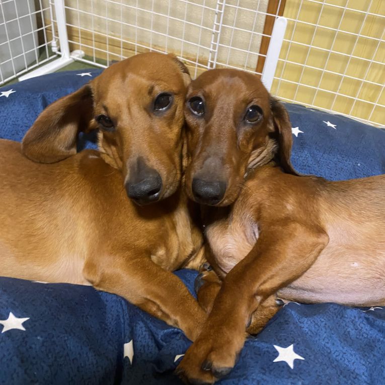 茶吉＆盆吉ちゃん