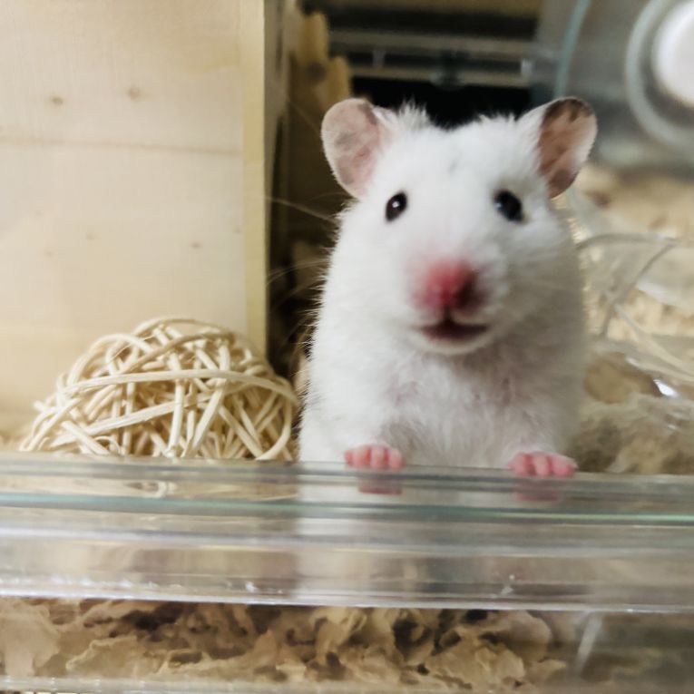 rollyちゃん