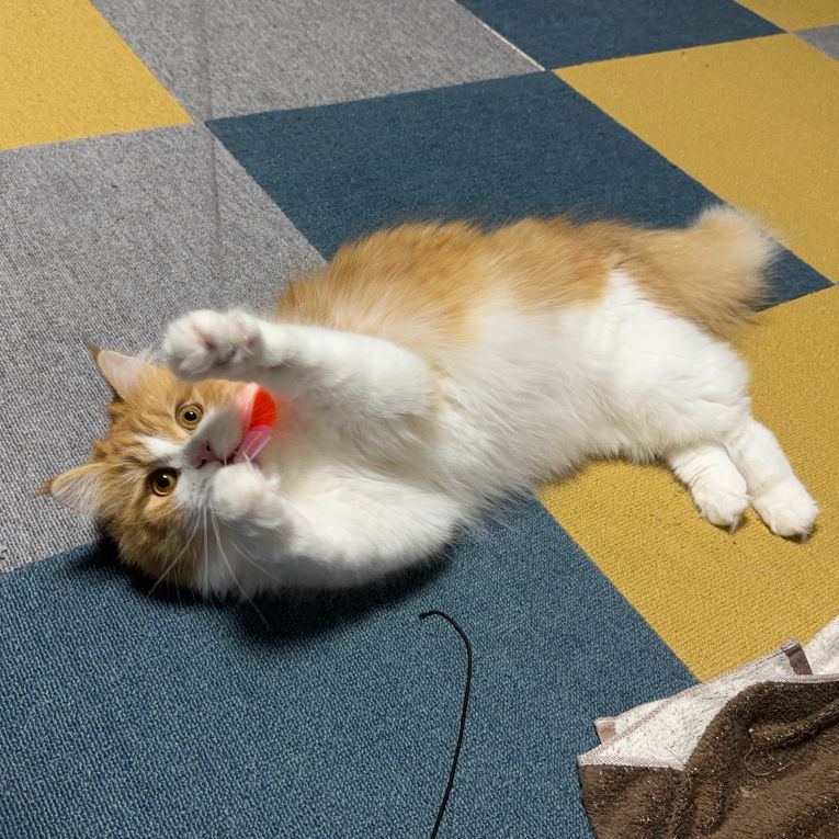 むつきちゃん