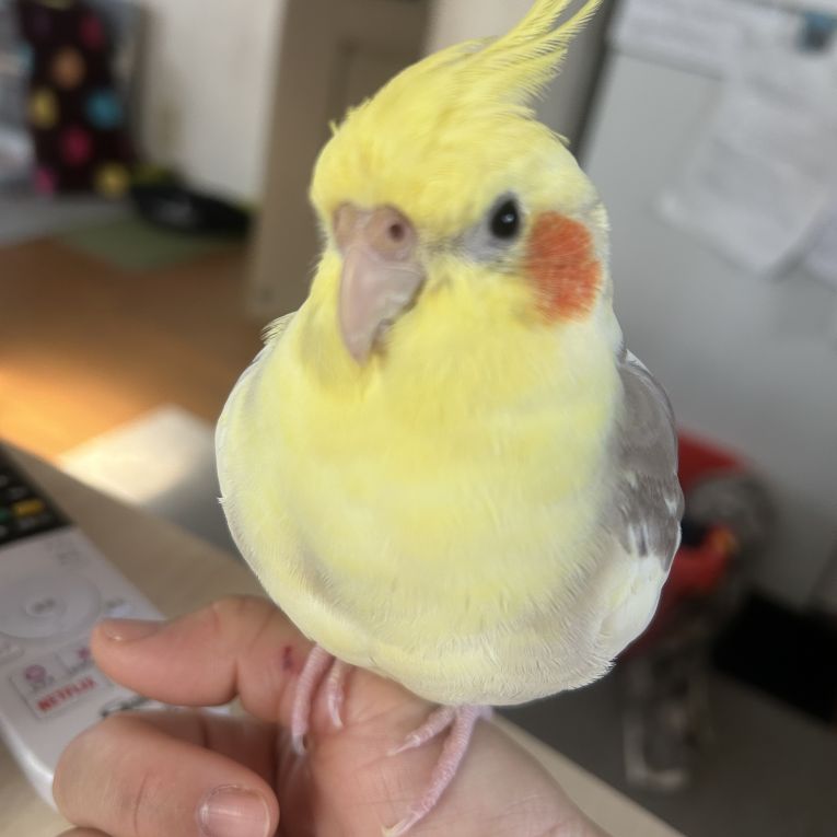 ココちゃん
