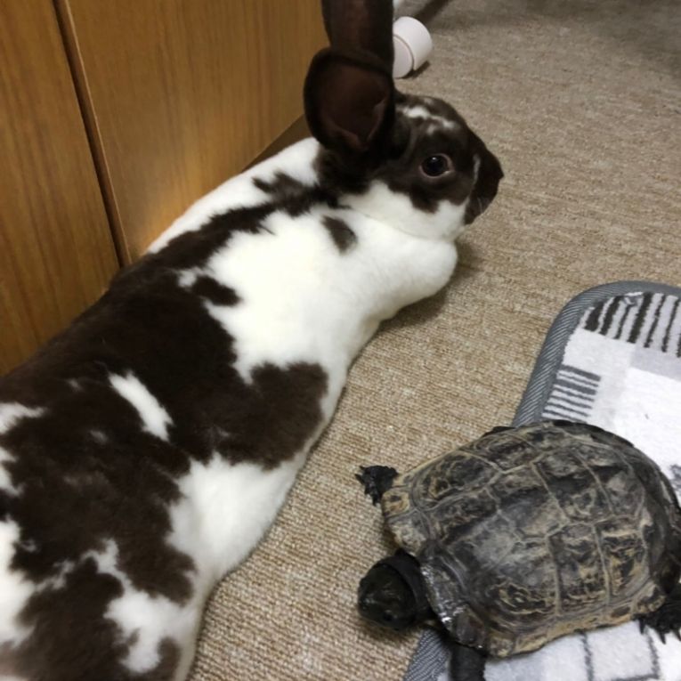 マーブル　亀吉ちゃん