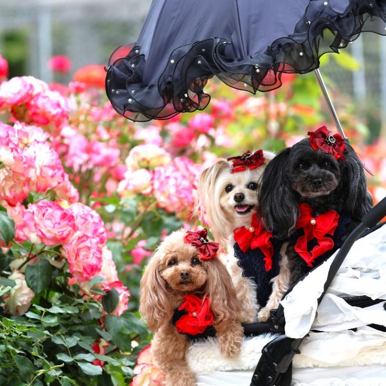 ミーナ クラリス ベルちゃん