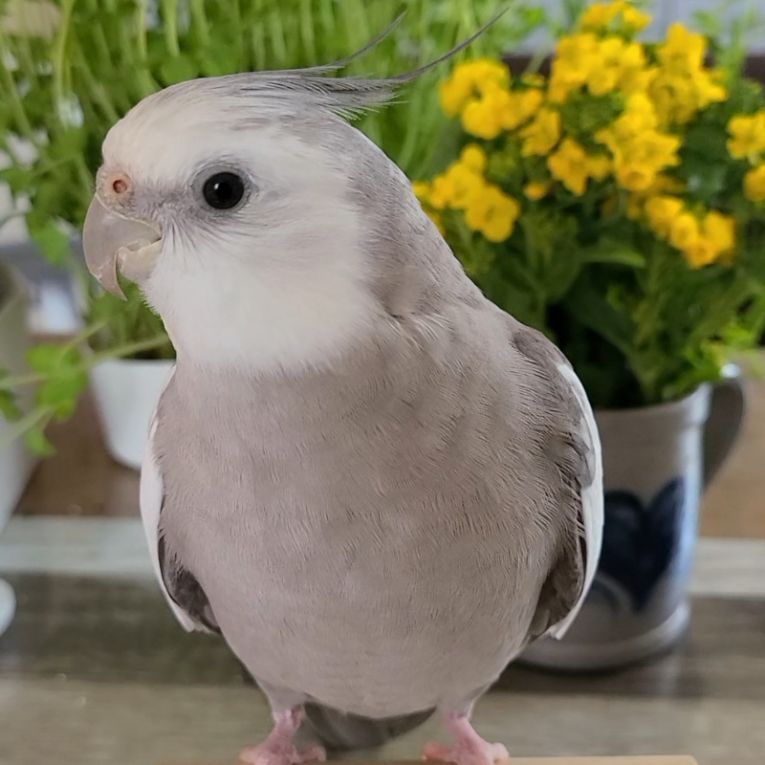 ろんちゃんちゃん