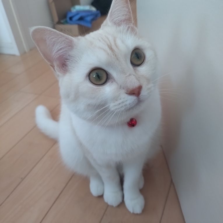 ミルちゃん