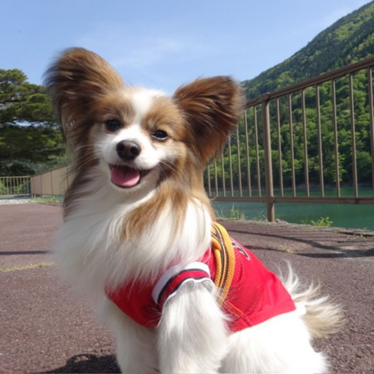 プロストちゃん