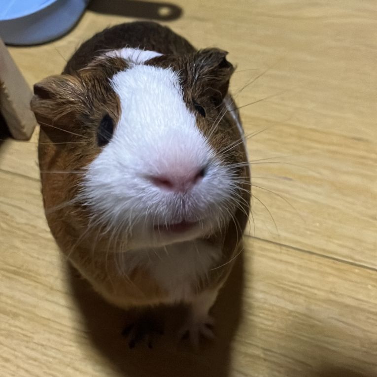 ちゃろちゃん