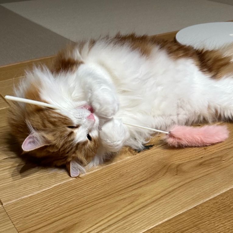 バウムちゃん