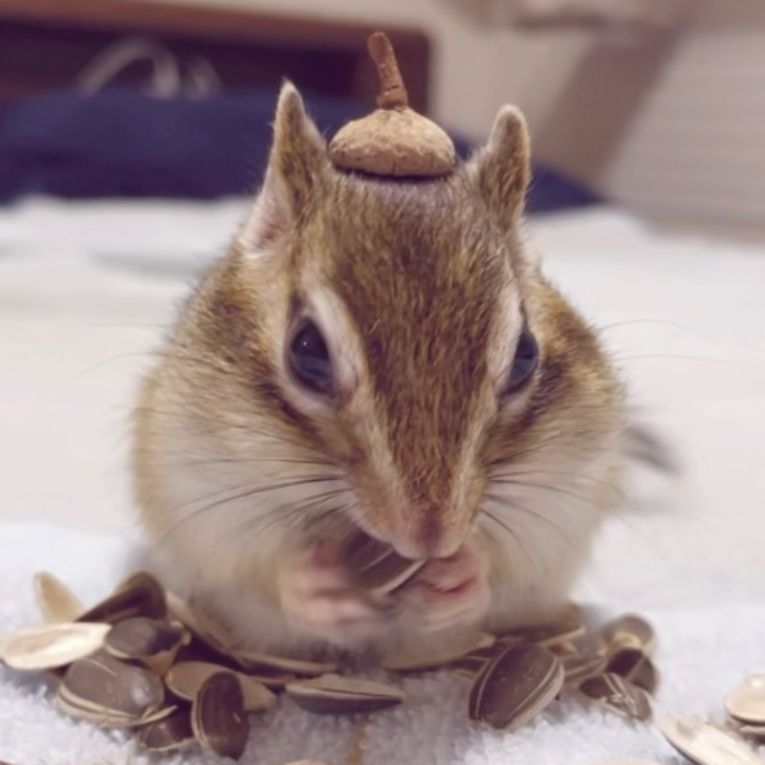 ぎるちゃん