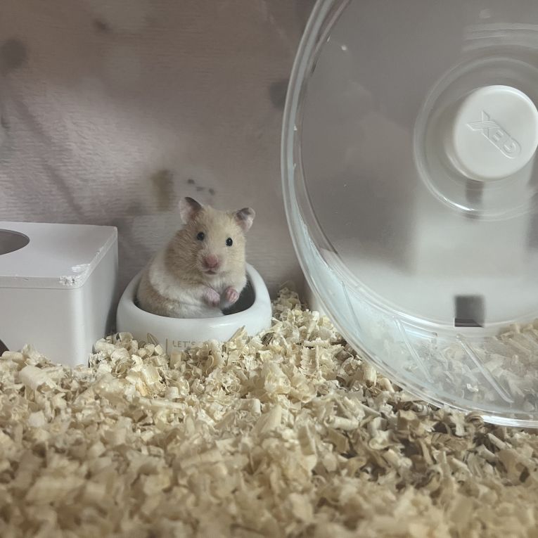 らてちゃん