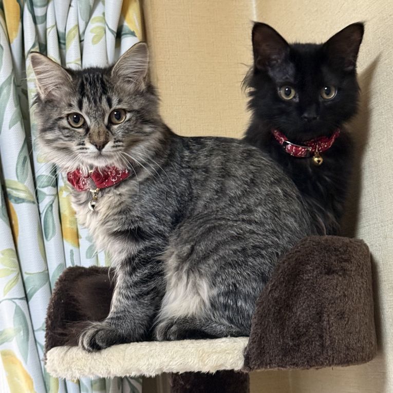 チャチャちゃん