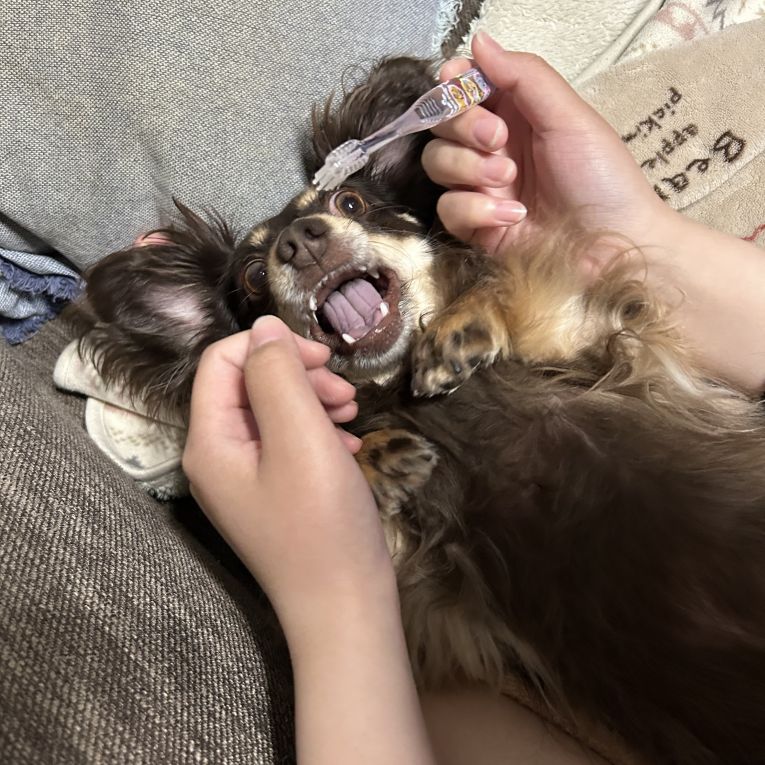 ハピィーちゃん