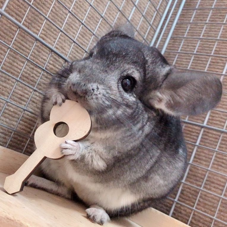さのすちゃん