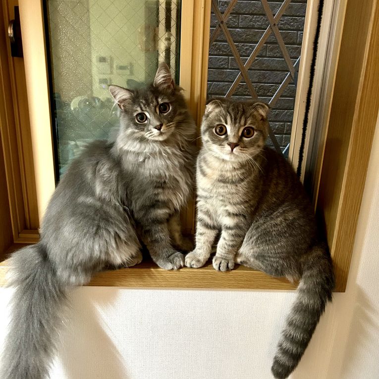 ルイ・ルナちゃん