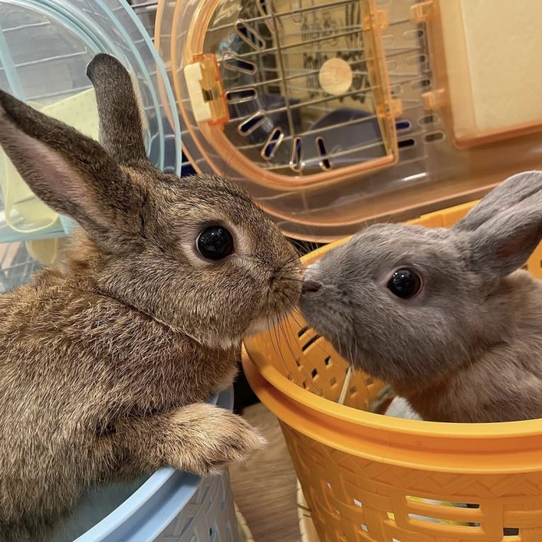 ラテとフルクちゃん