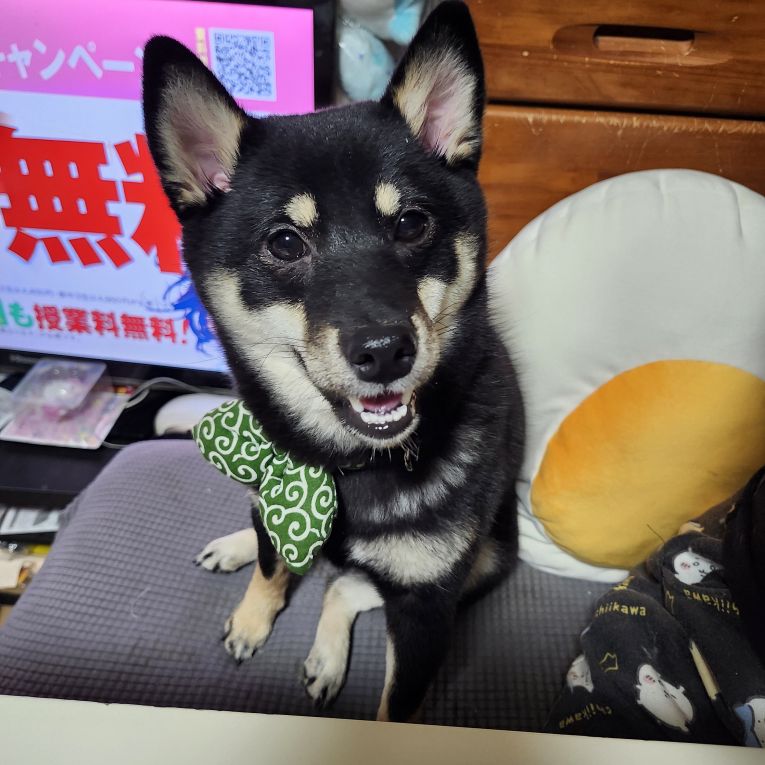 あんずちゃん