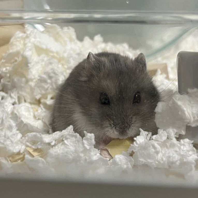 けぽちゃん