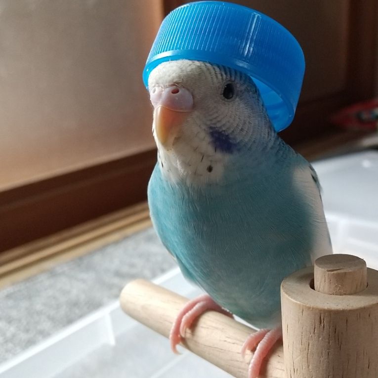 ラムネちゃん