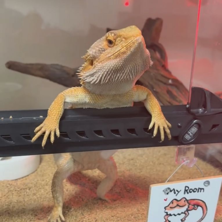 斑ちゃん