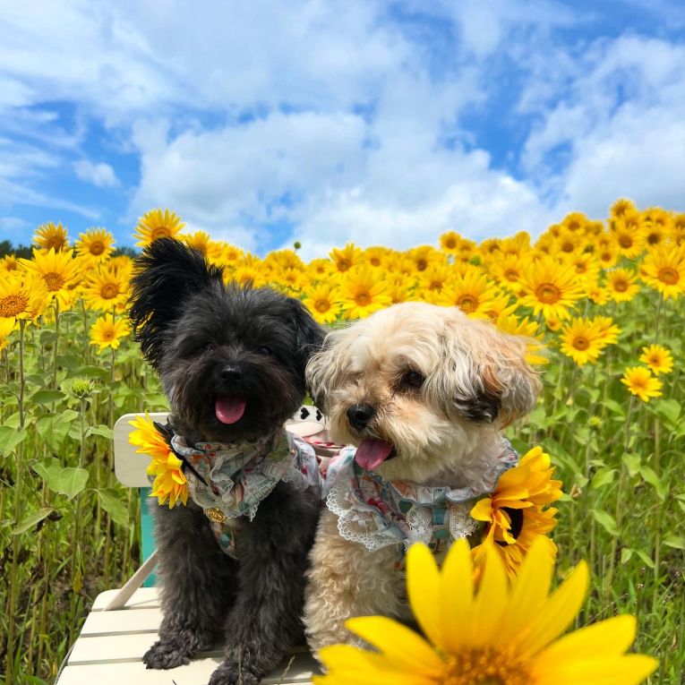 へむレイちゃん