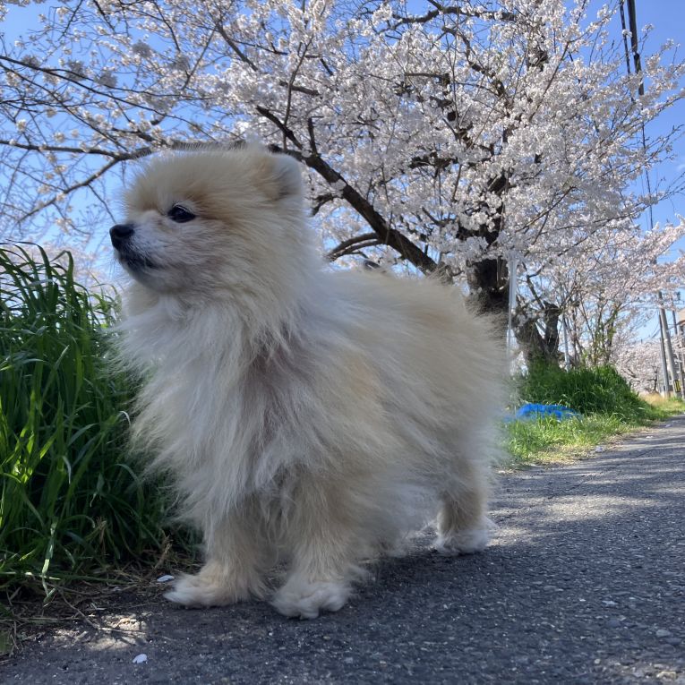 ファーファちゃん