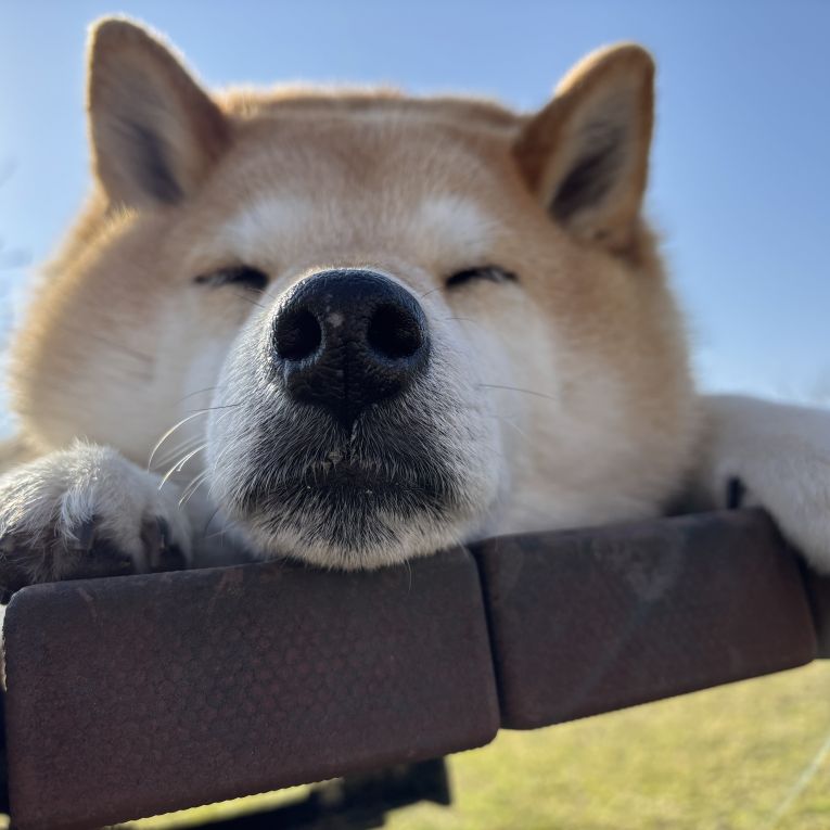 キラちゃん