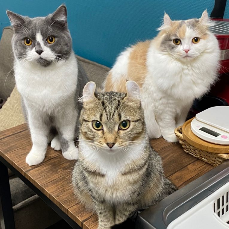 チュチュ・かのん・つくしちゃん