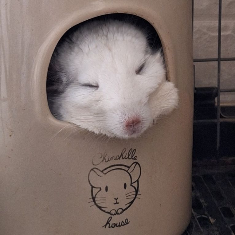 しずくちゃん