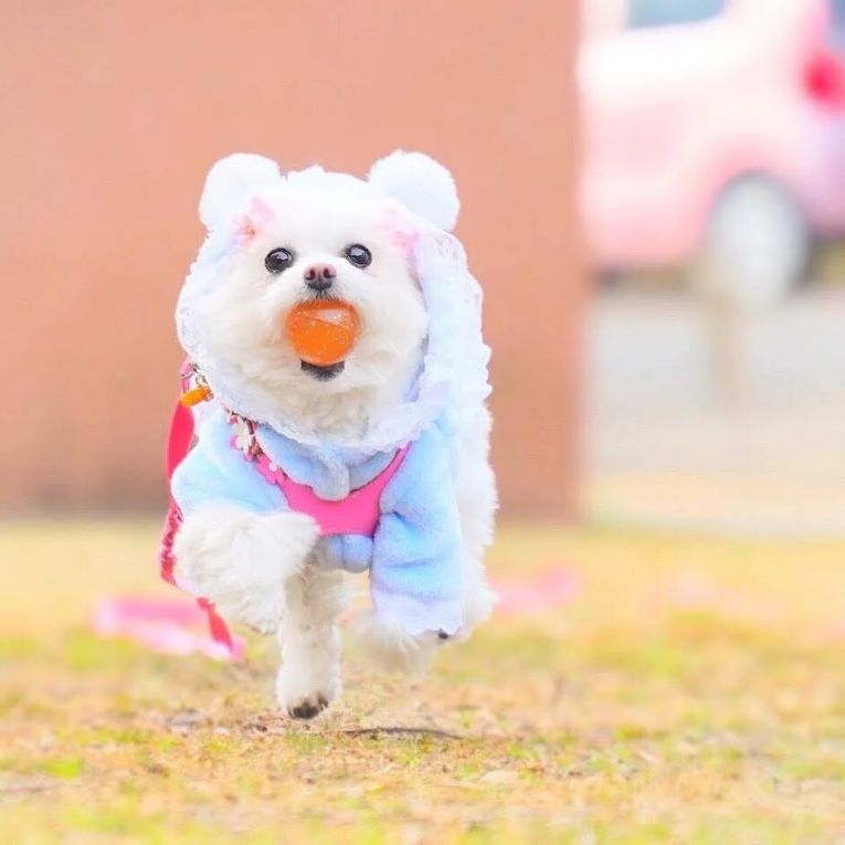 しふぉんちゃん