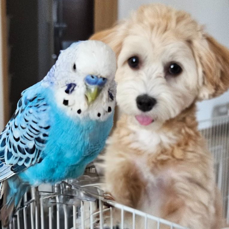 ミニィ（犬）ぴちゃん（インコ）ちゃん