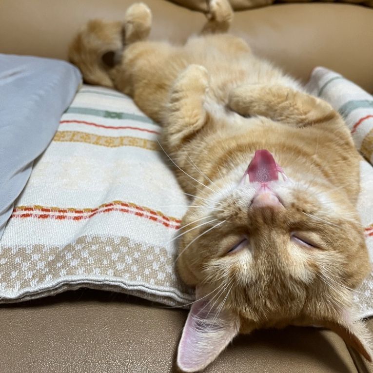 まめじろうちゃん