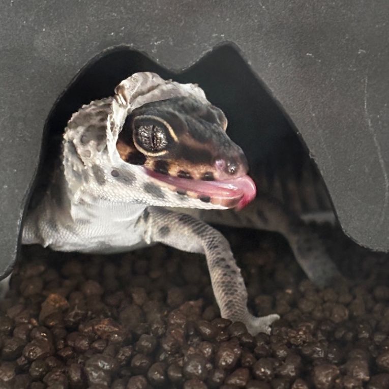 トュースちゃん