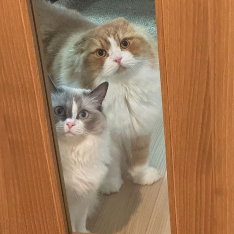 マスター、翠ちゃん