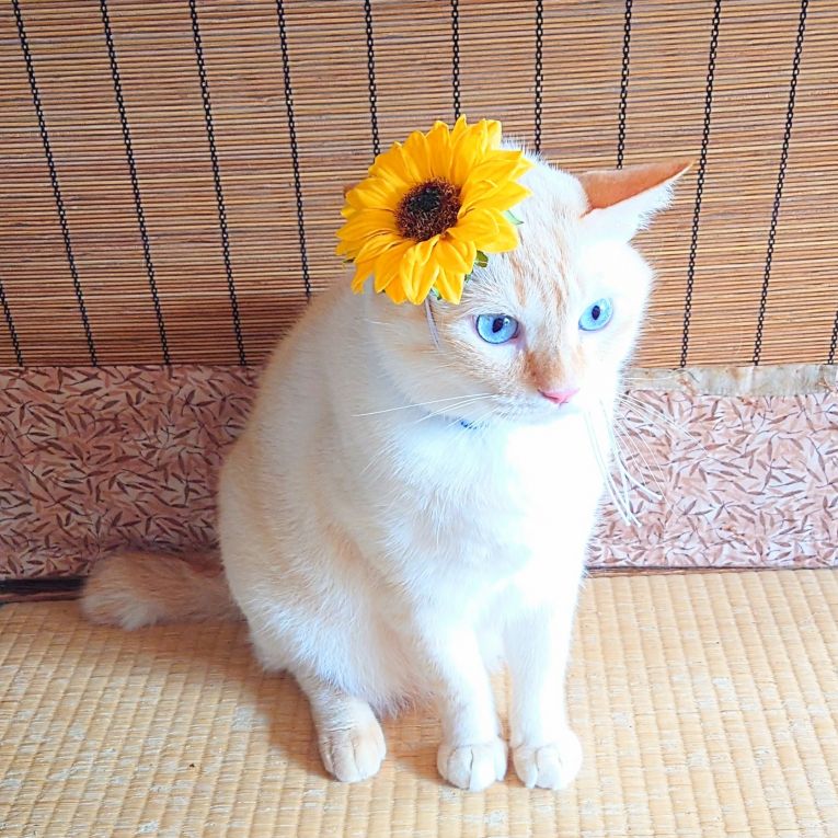 キキちゃんちゃん