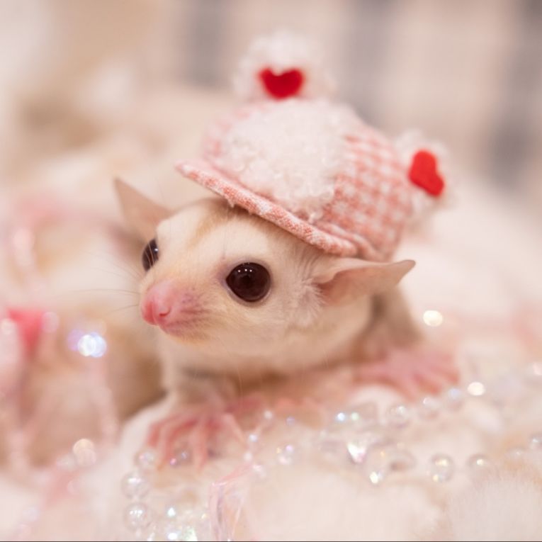 ももちゃん