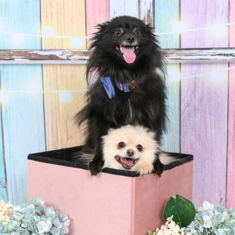 りり＆ろろちゃん