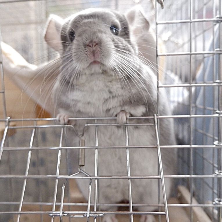 げんぞうちゃん