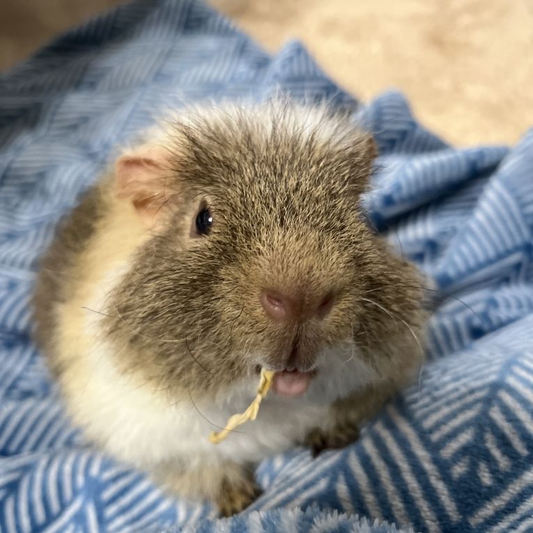 もこたろうちゃん