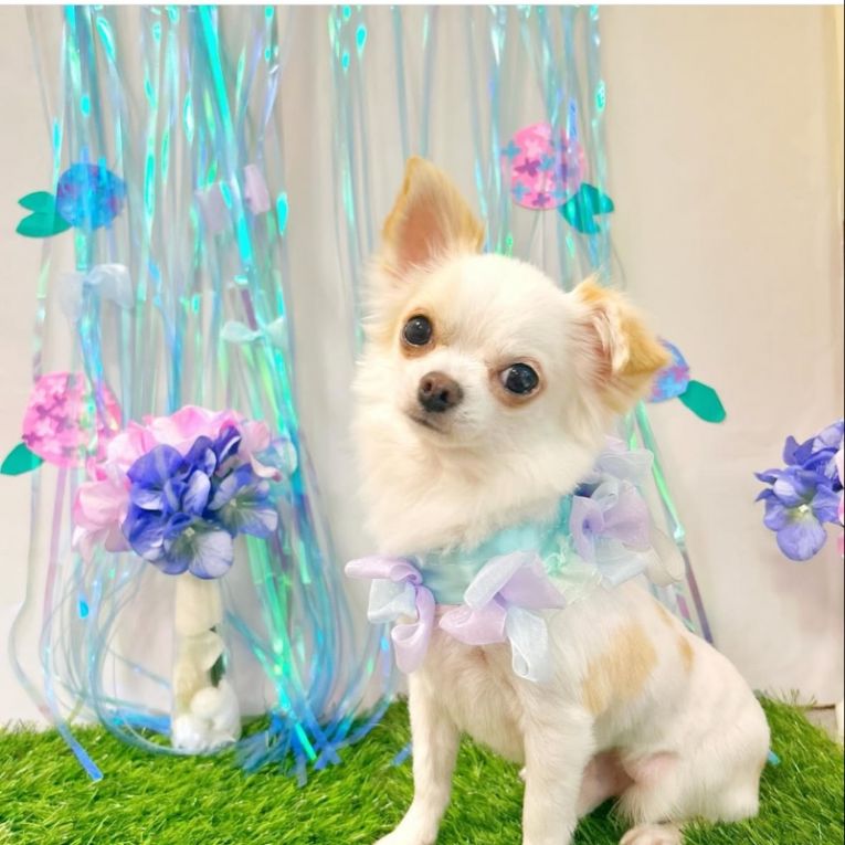 ちくわちゃん