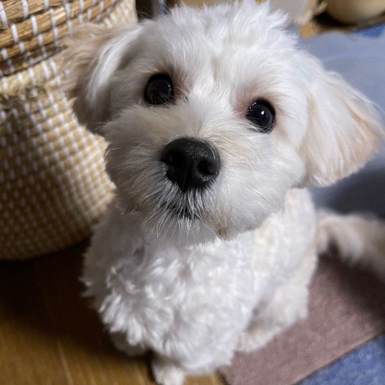 そらまめちゃん