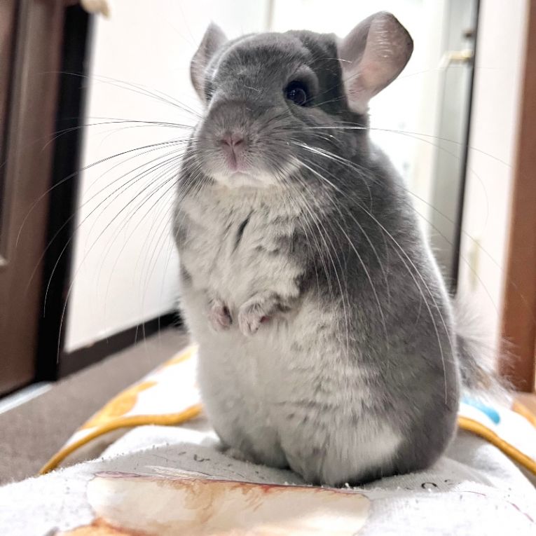 げんぞうちゃん