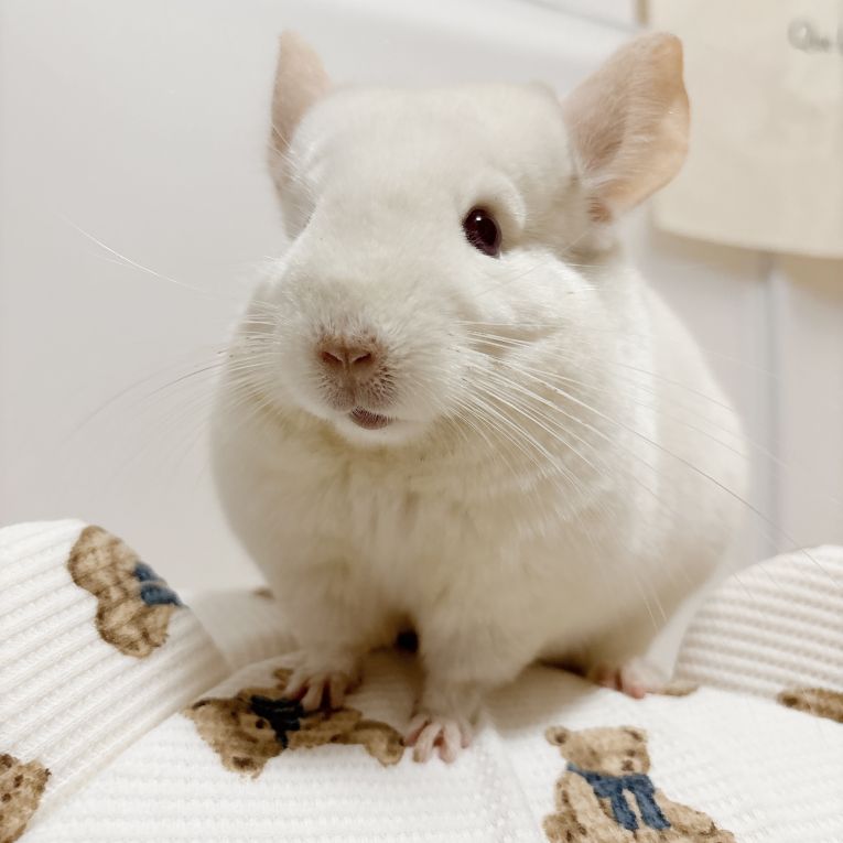 しらたまちゃん