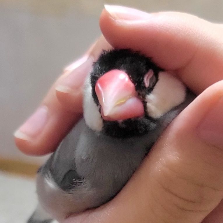 さくちゃん