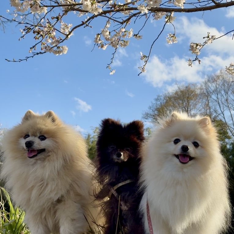 マロンショコラプリンちゃん