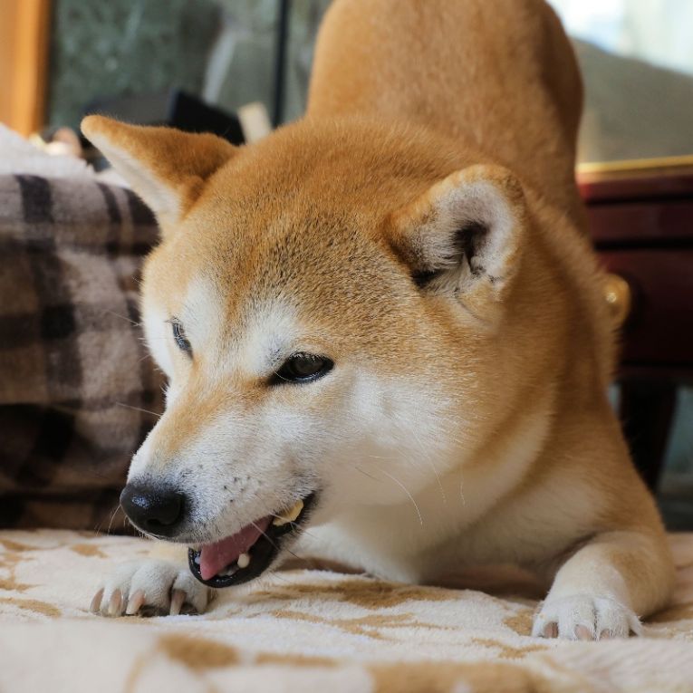 お琴ちゃん