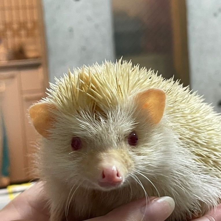 ぽったーちゃん