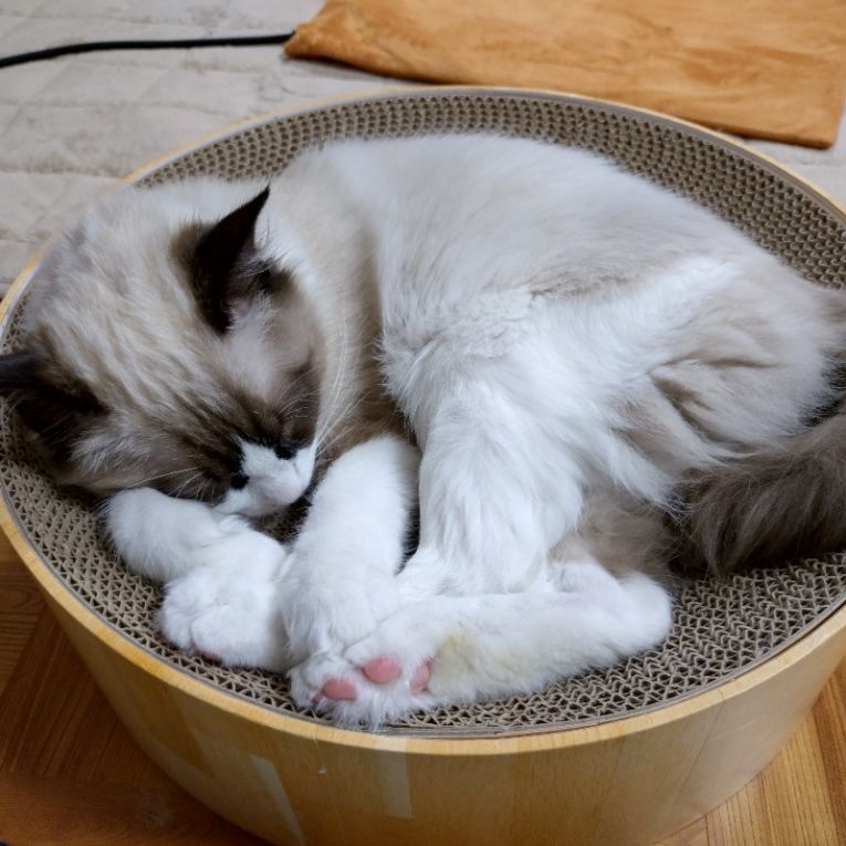 プルートちゃん