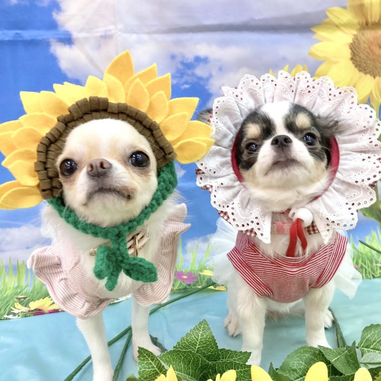 おもち、パルムちゃん