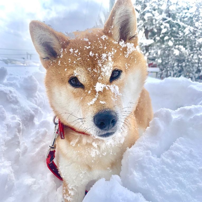 こむぎちゃん